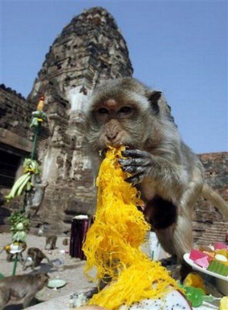 Special party for monkeys in Thailand (13 photos)