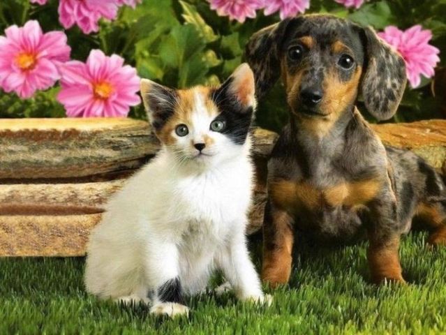 Cats and dogs (7 photos)
