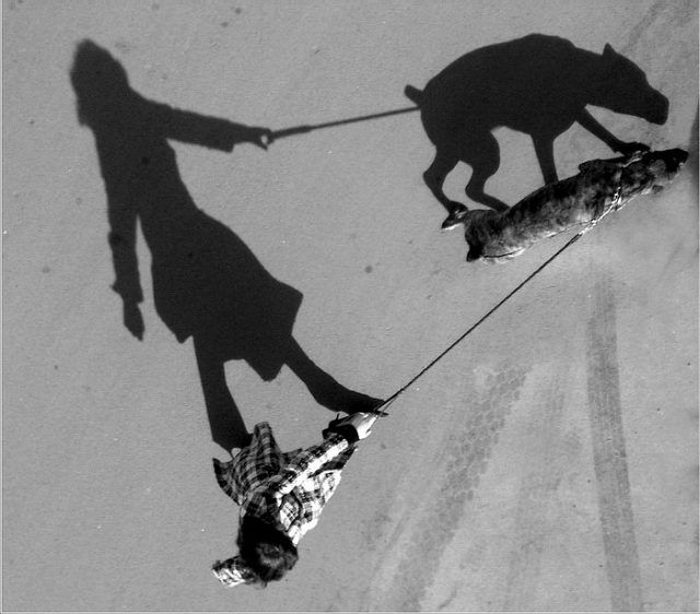 Shadow pictures (21 photos)
