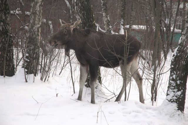 Elk in the city (8 photos)