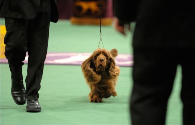 Westminster Kennel Club Dog Show (42 photos)