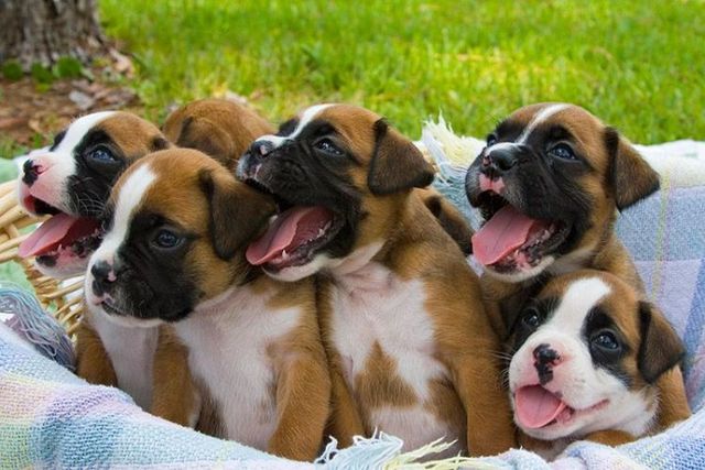 Cute puppies (18 photos)