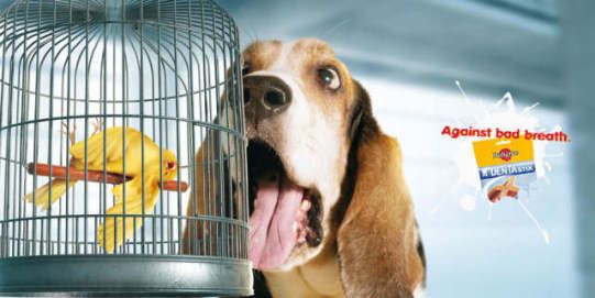 Hilarious pet ads (10 photos)