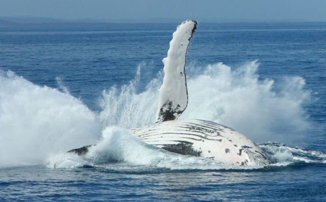 Whales (11 photos)