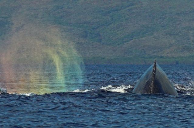 Whales (11 photos)