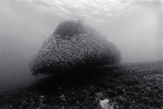 Fish shoal. Great pictures (10 photos)