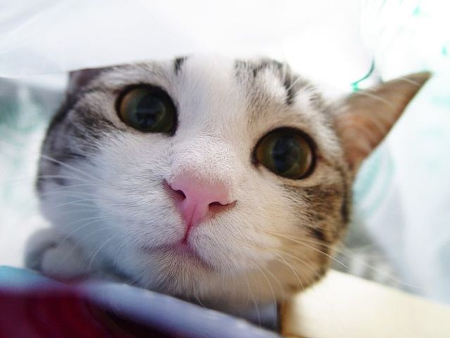 cats_34.jpg