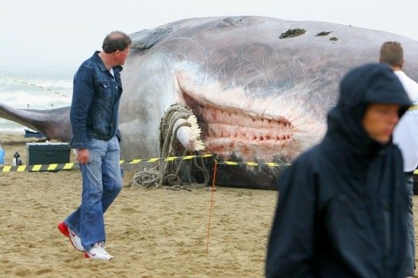 Fabulous beach sculpture of a sperm whale (5 photos)