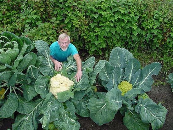 Huge vegetables (13 photos)