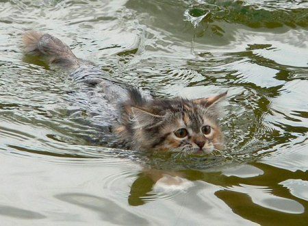 Who said that cats didn’t like water? (16 photos)