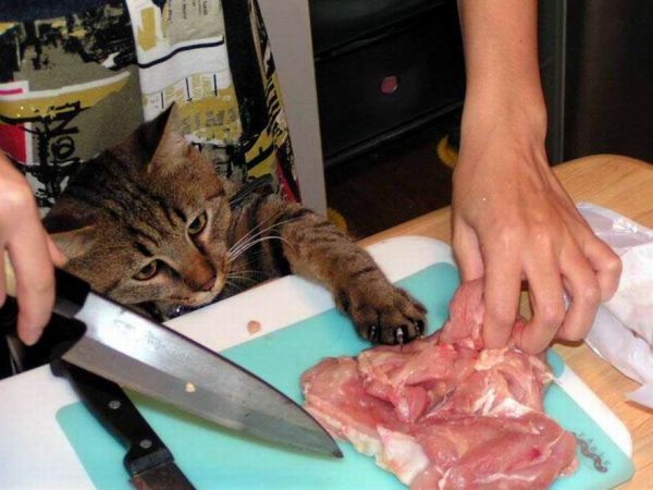 Animals are hungry )) (17 photos)