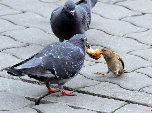 Animals are hungry )) (17 photos)