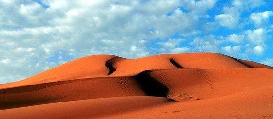 Life in the desert (50 photos)