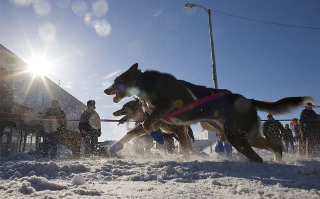 Dog sledding (28 photos)