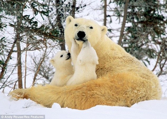 First steps of polar baby bears (6 photos)