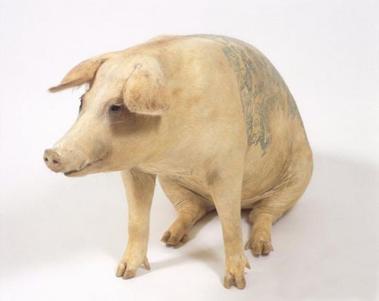 Tattooed pigs (26 photos)