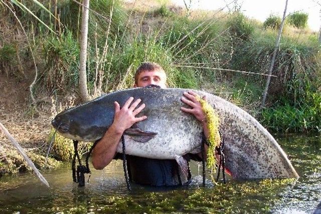 Fishing the wels catfish (18 photos) - Izismile.com