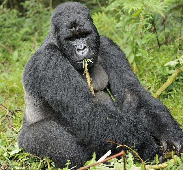Drunk gorilla (6 photos)