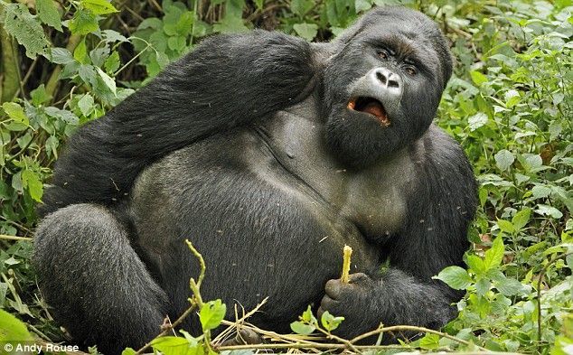 Drunk gorilla (6 photos) - Izismile.com