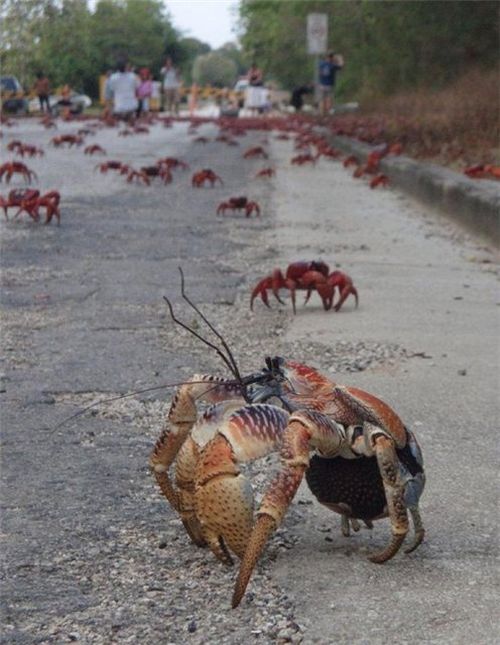 Crab invasion (7 photos)