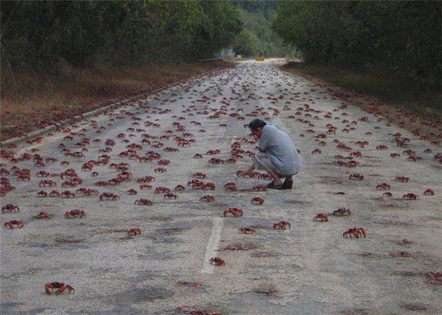 Crab invasion (7 photos)