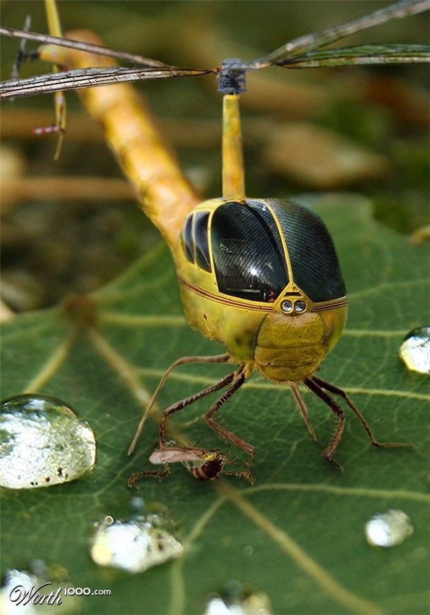 Photomontages: insects (26 photos)