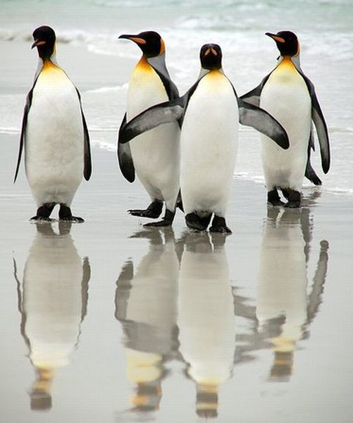 Penguins are so amusing )) (21 photos)