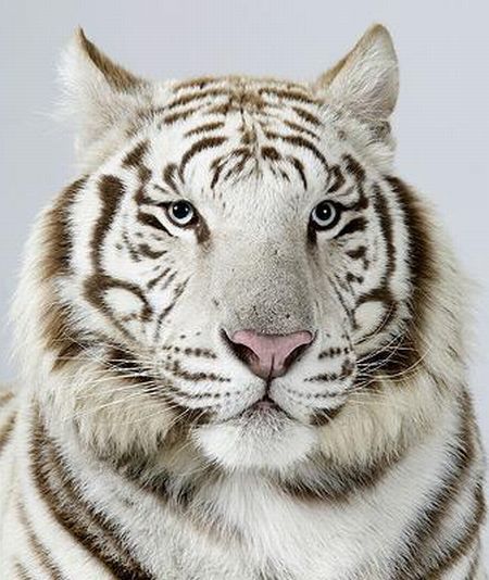 The four types of Bengal tiger (17 photos) - Izismile.com