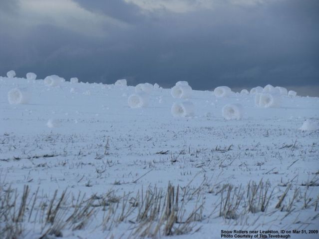 Snow Rollers on the Camas Prairie (6 photos)