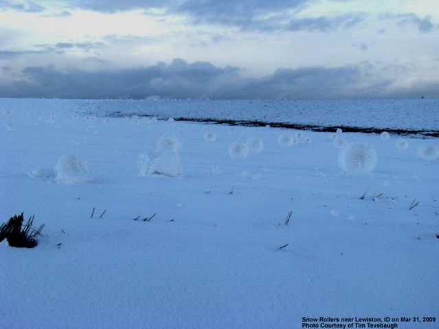 Snow Rollers on the Camas Prairie (6 photos)