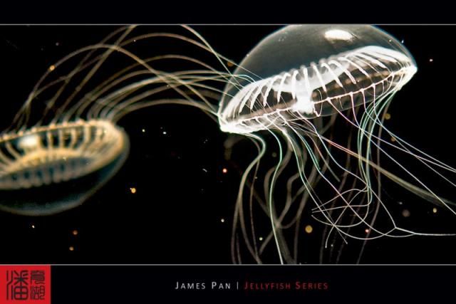 Jellyfish (10 photos)