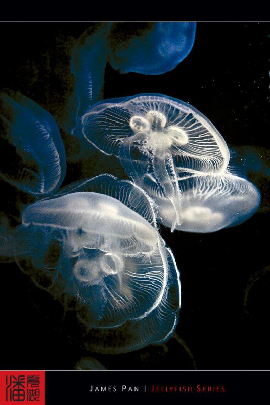 Jellyfish (10 photos)