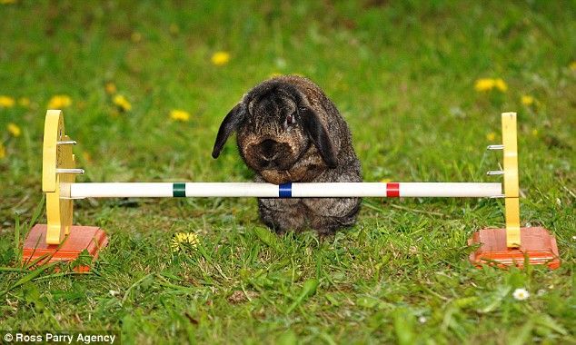 Competition of rabbits (5 pics)