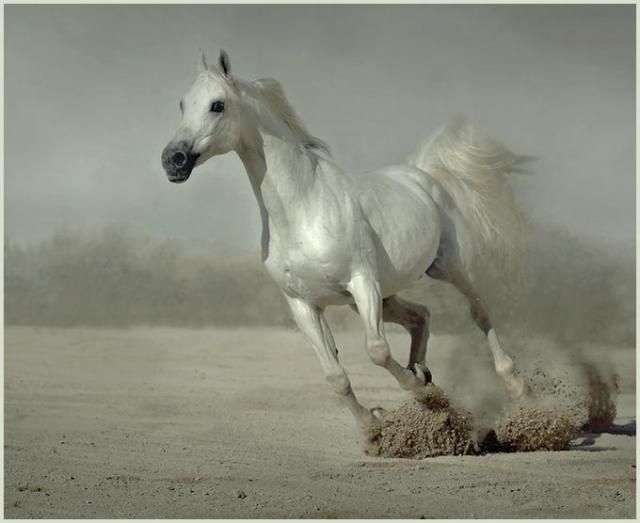 Horses in all their splendor (33 pics)