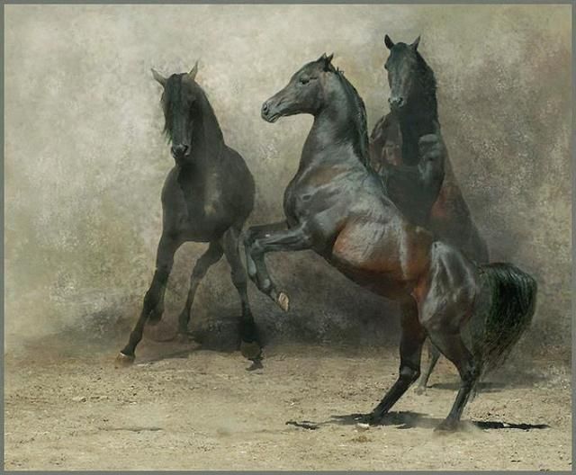 Horses in all their splendor (33 pics)