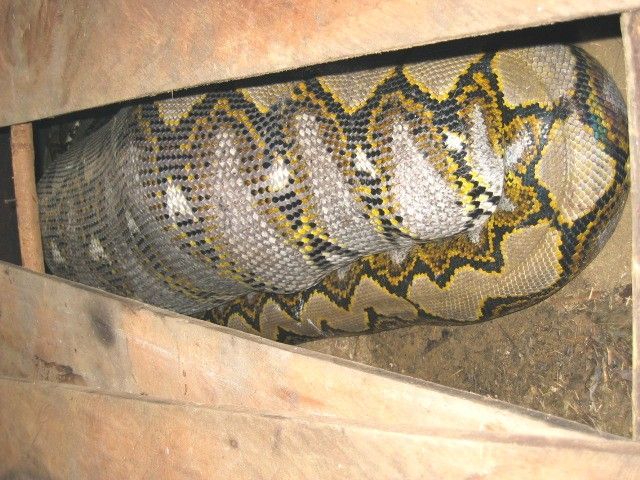 anaconda_640_04.jpg