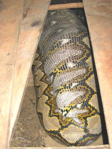 anaconda_640_05.jpg