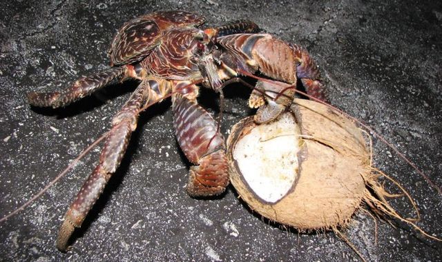 اكتشاف 10 مخلوقات عملاقة من شأنها أن تخيفك   Coconut_crab_16