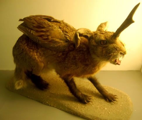 freak_animals_02.jpg