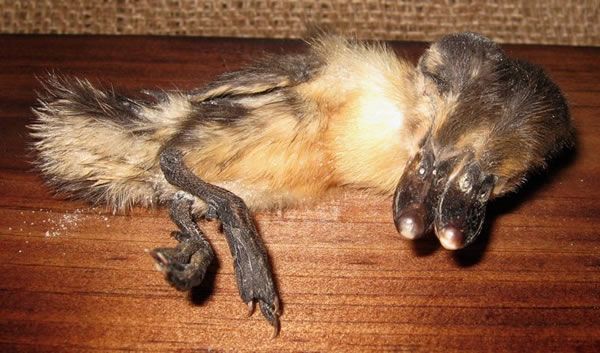 freak_animals_08.jpg