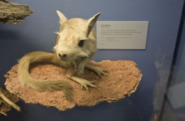 freak_animals_12.jpg