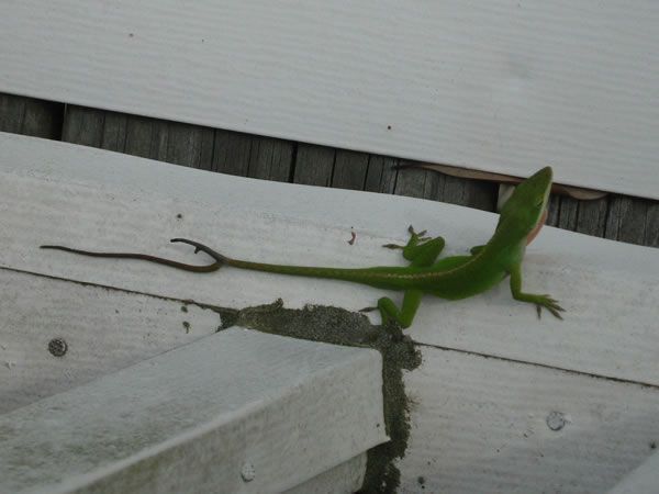 freak_animals_14.jpg