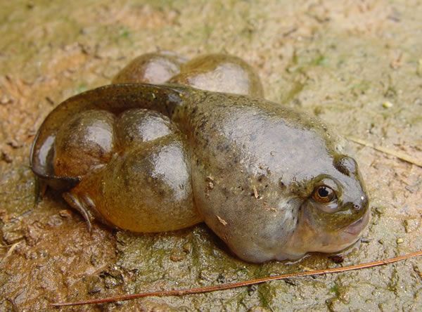 freak_animals_15.jpg