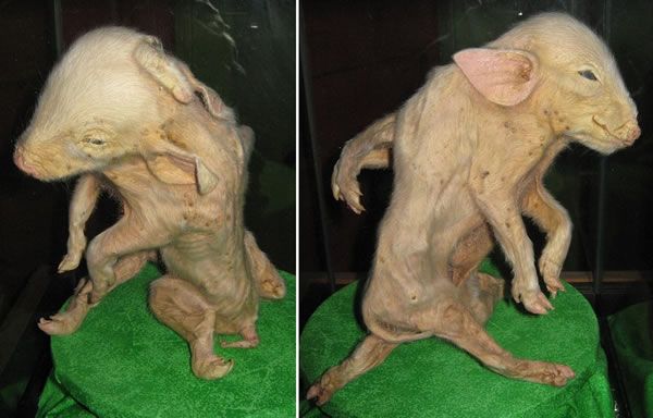 freak_animals_17.jpg