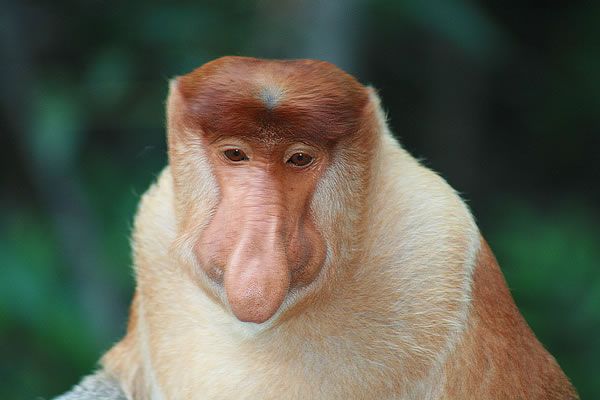 freak_animals_20.jpg