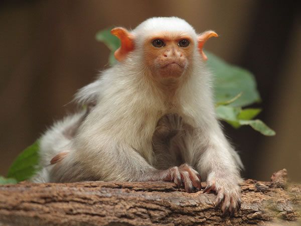 freak_animals_28.jpg