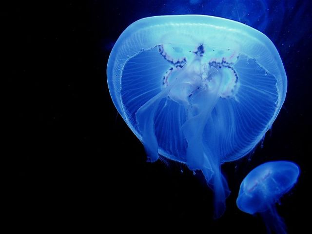 Beautiful Jellyfish Photos | WireSmash