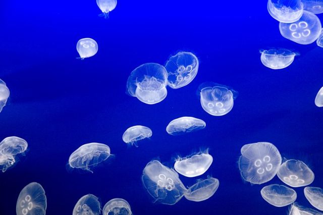 Beautiful Jellyfish Photos | WireSmash