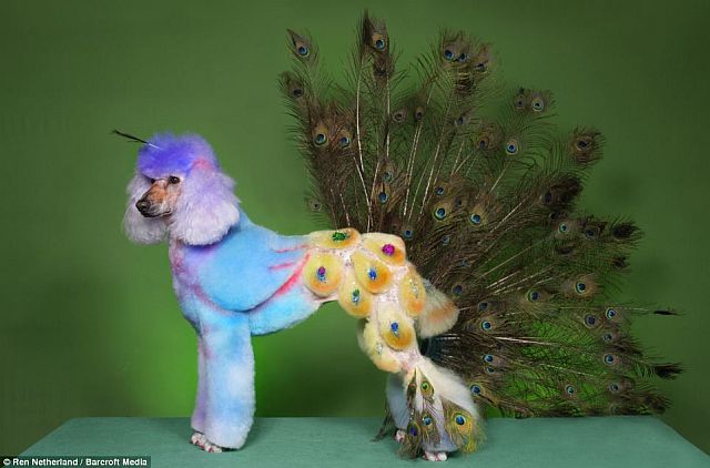 When poodles are transformed into other animals!! (14 pics)