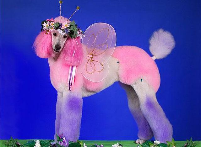 When poodles are transformed into other animals!! (14 pics)